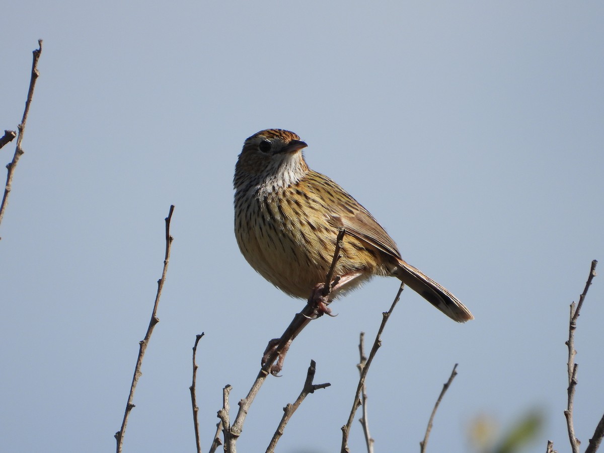 Striated Fieldwren - ML363331351