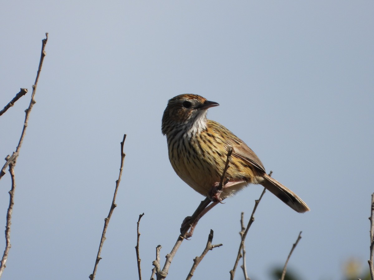 Striated Fieldwren - ML363331551