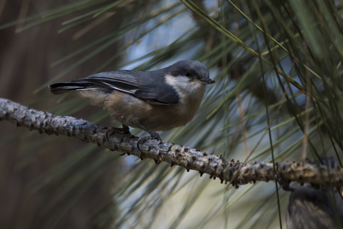 Pygmy Nuthatch - ML363332301