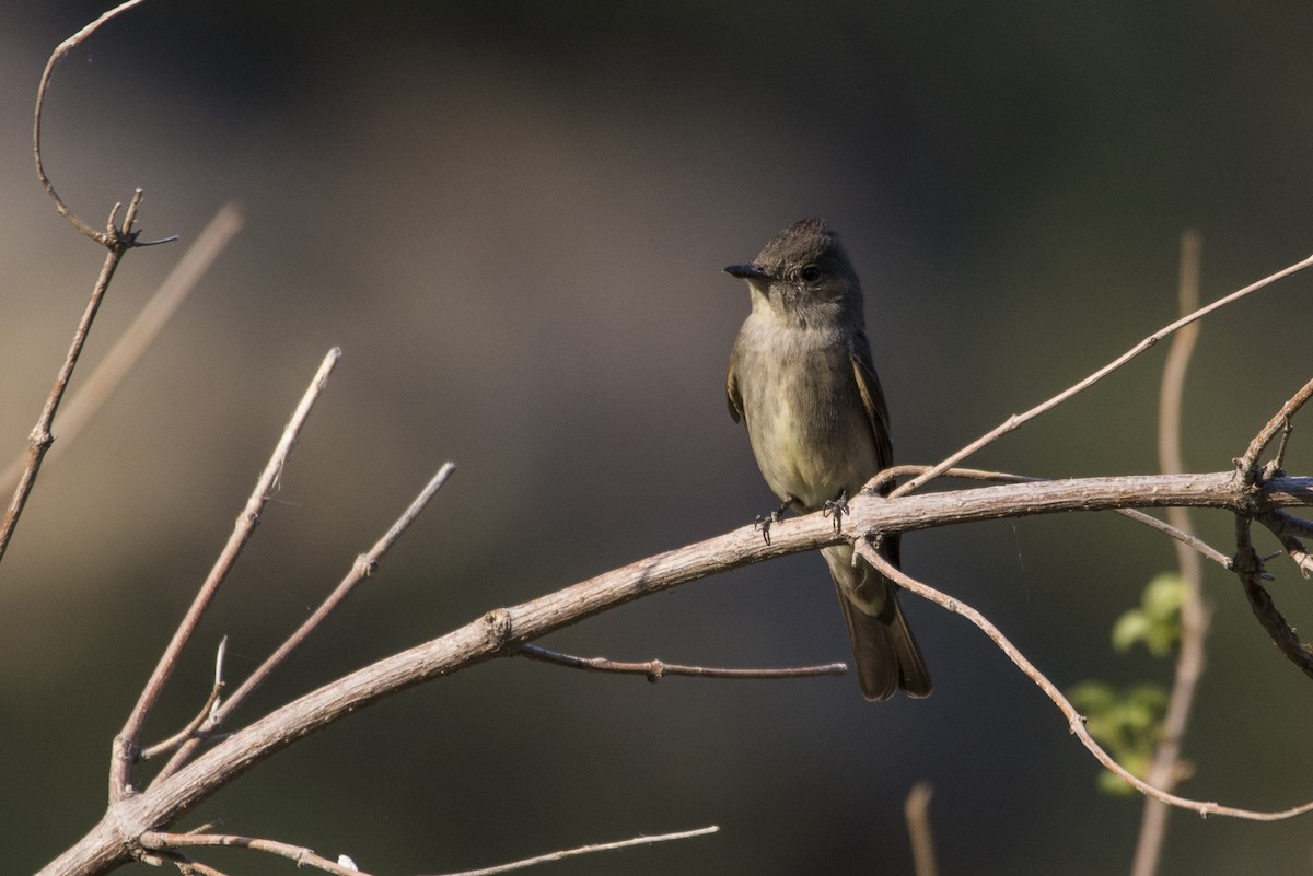 Western Wood-Pewee - ML363332311