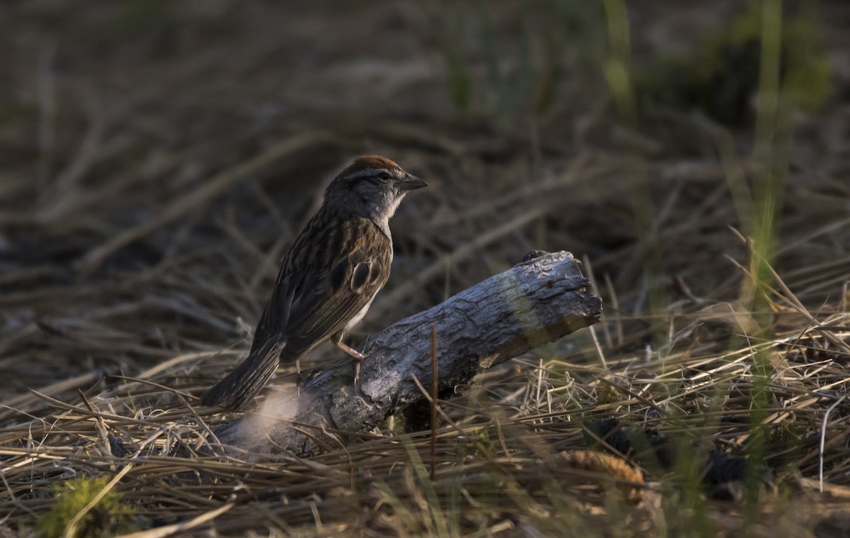 Chipping Sparrow - ML363332351