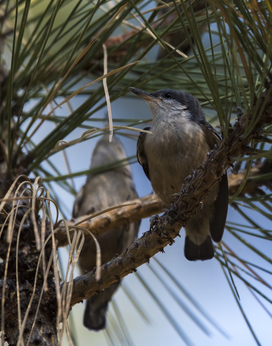 Pygmy Nuthatch - ML363332391
