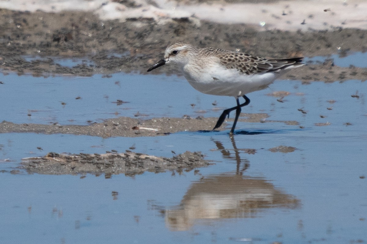 Semipalmated Sandpiper - Max Laubstein