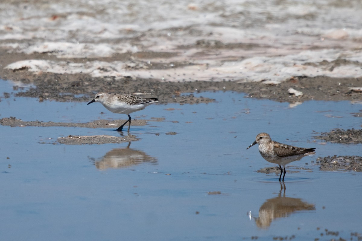 Semipalmated Sandpiper - ML363333351