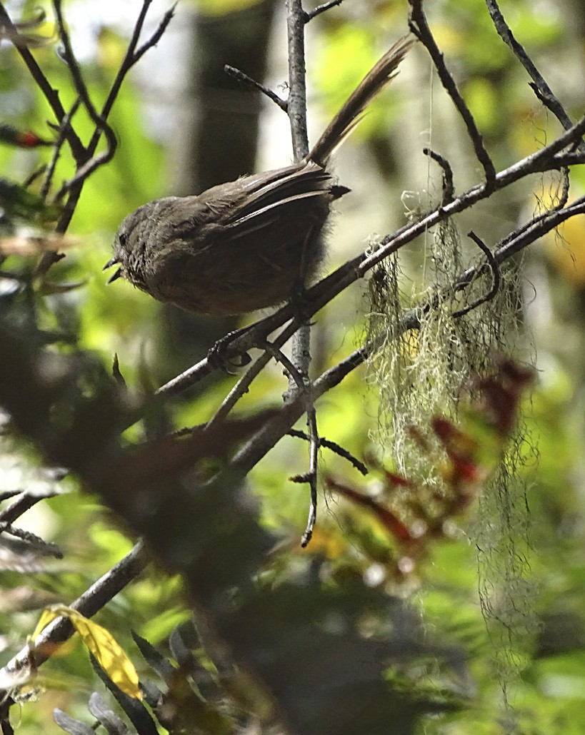 Wrentit - ML36333341