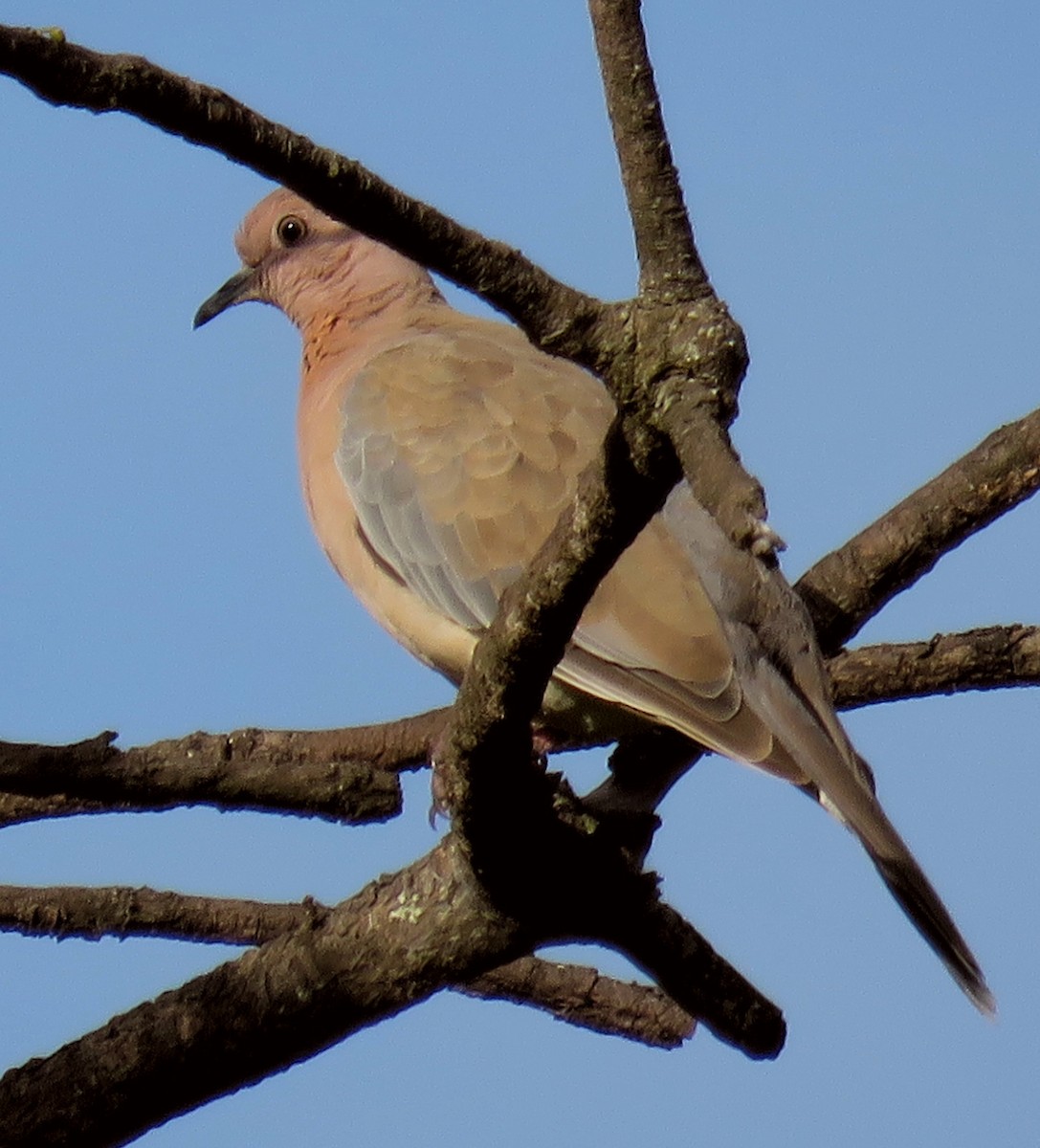 Laughing Dove - ML363333831