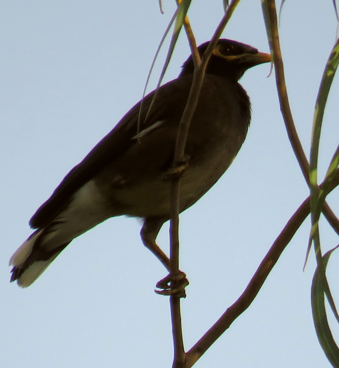 Common Myna - ML363334191