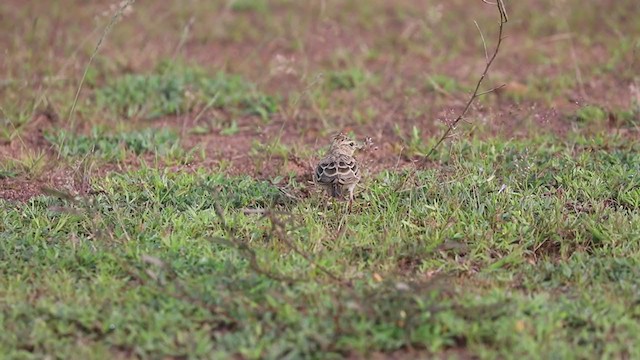 Malabar Lark - ML363334311