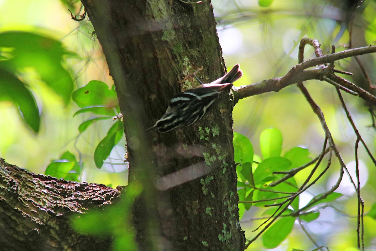 Black-and-white Warbler - ML363334651