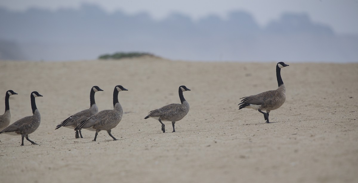 Canada Goose - ML363335201