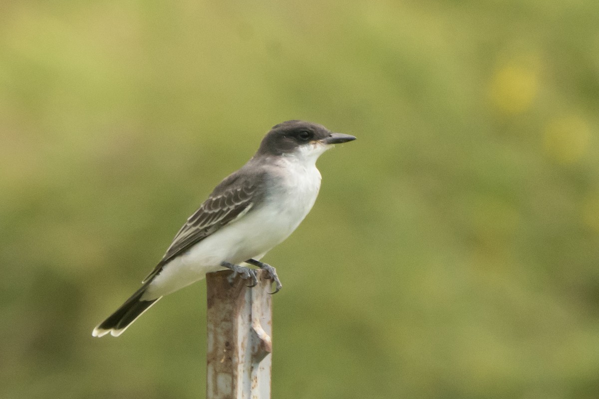 Eastern Kingbird - ML363336441