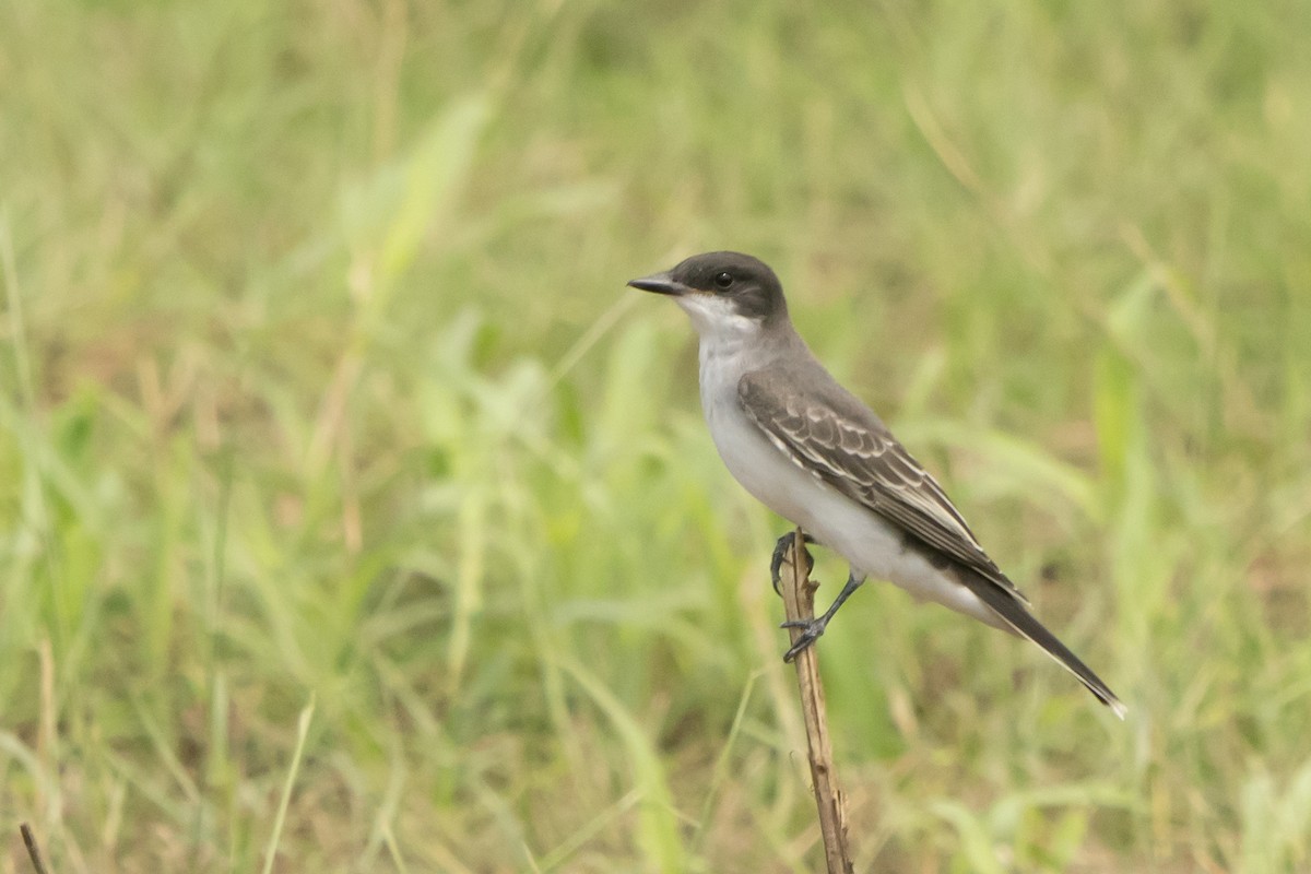 Eastern Kingbird - ML363336451