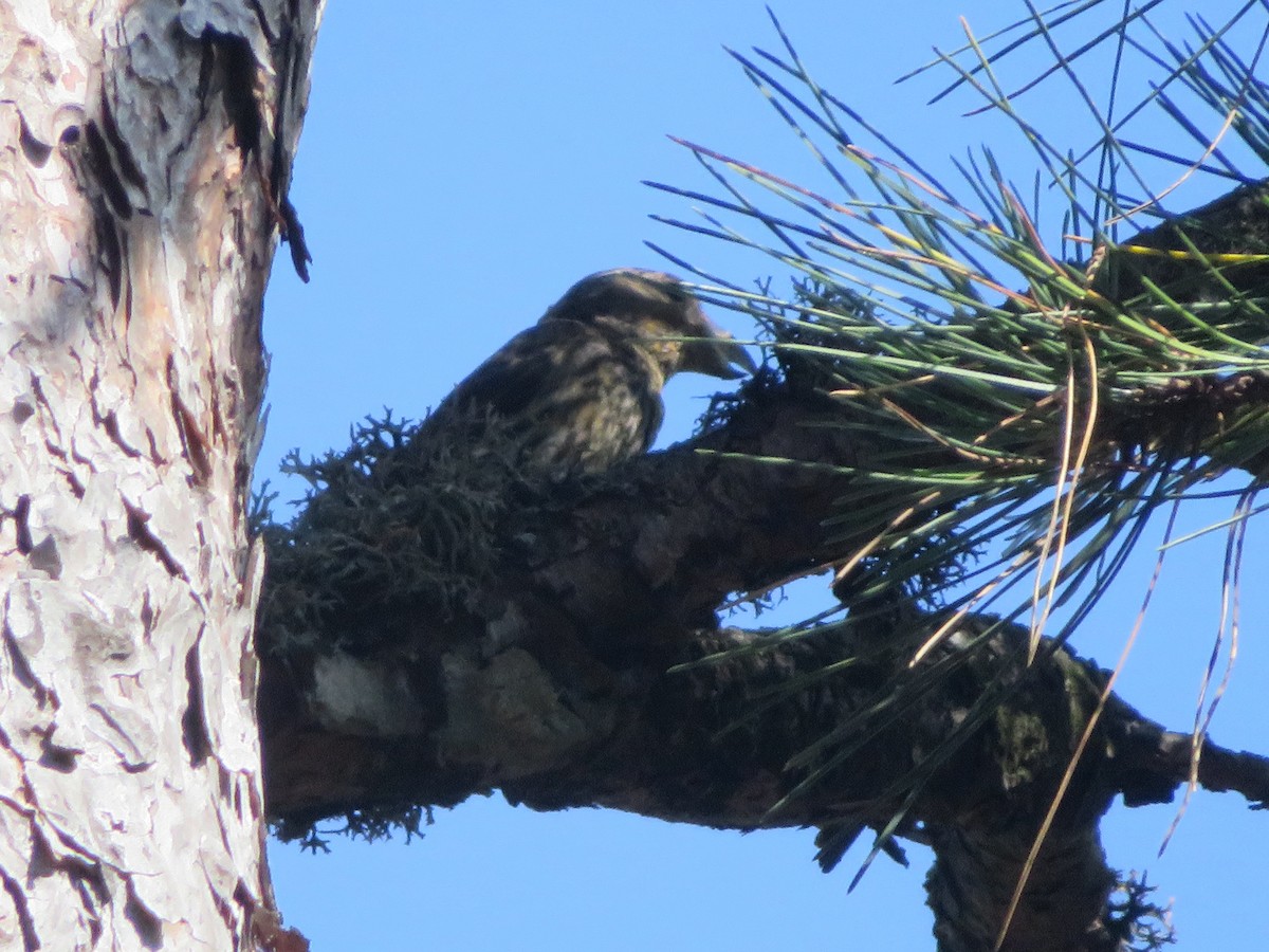 Red Crossbill (Corsican) - ML363336791