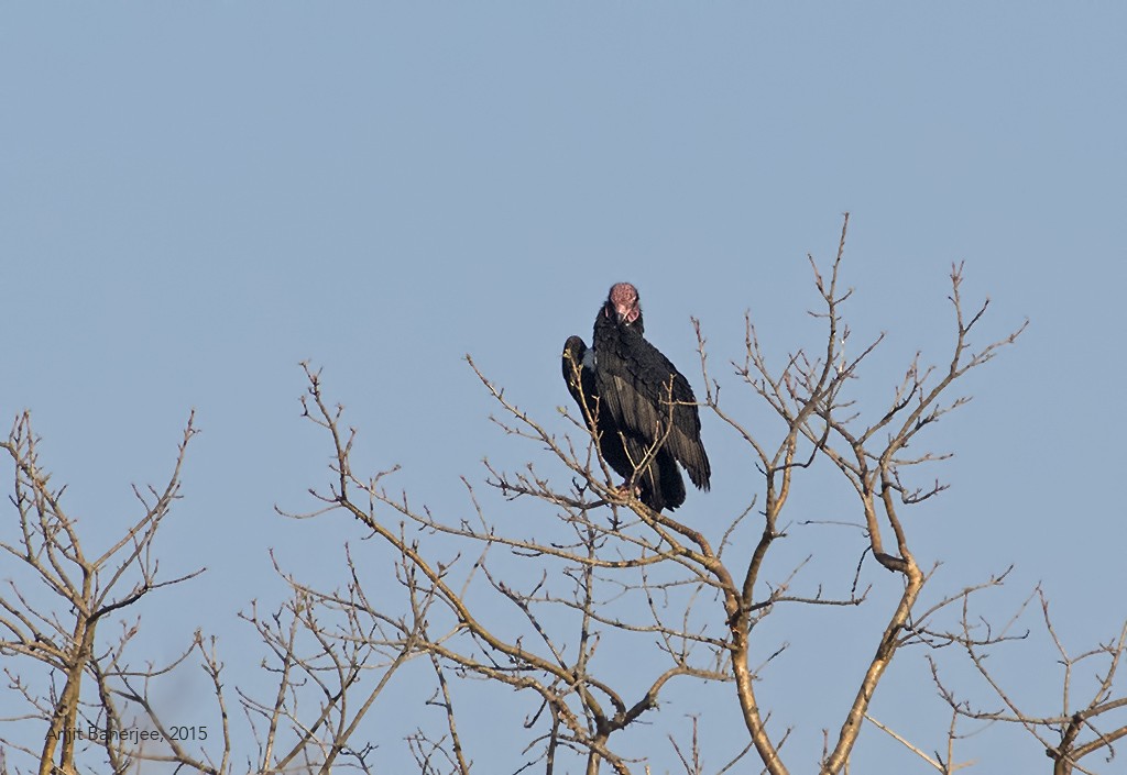 Red-headed Vulture - ML363339911