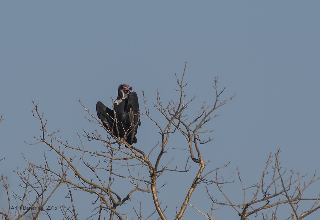 Red-headed Vulture - ML363339931