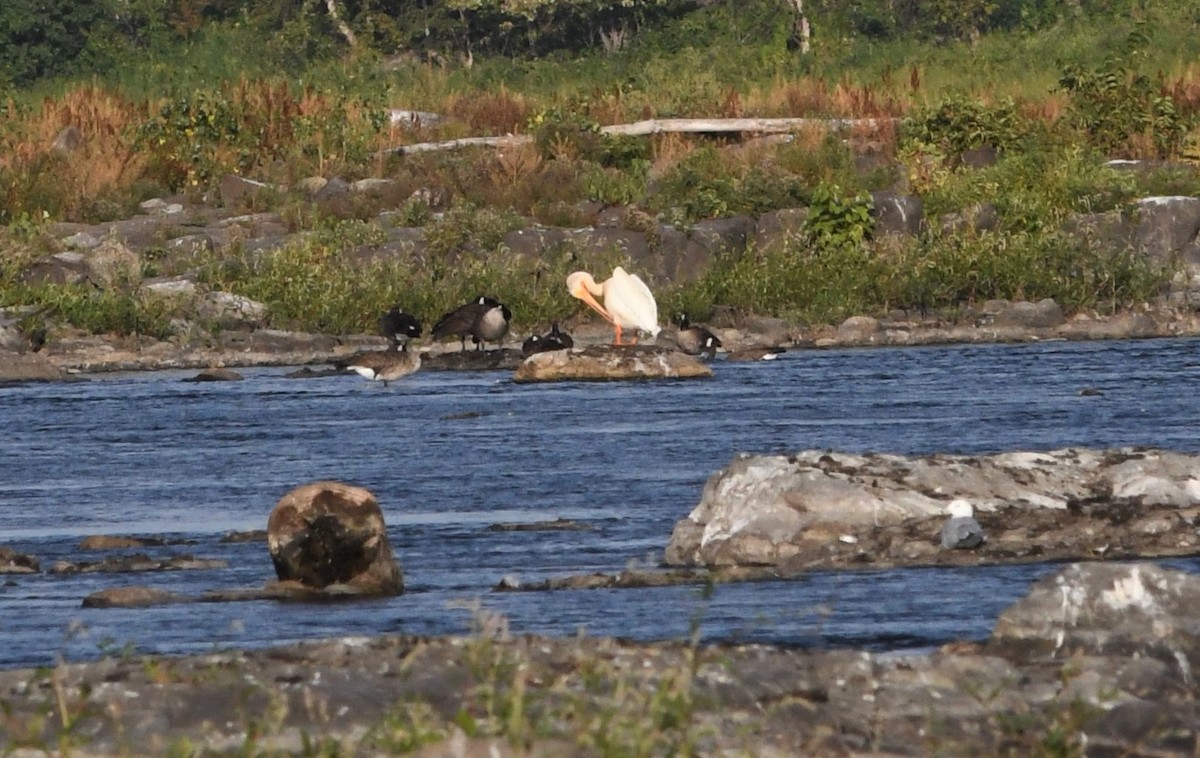 American White Pelican - ML363341941