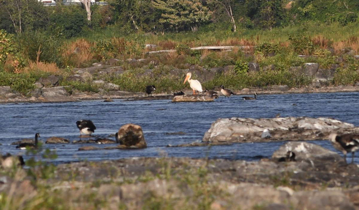 American White Pelican - ML363341951
