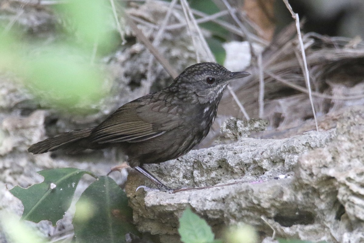 Variable Limestone Babbler - Jens Toettrup