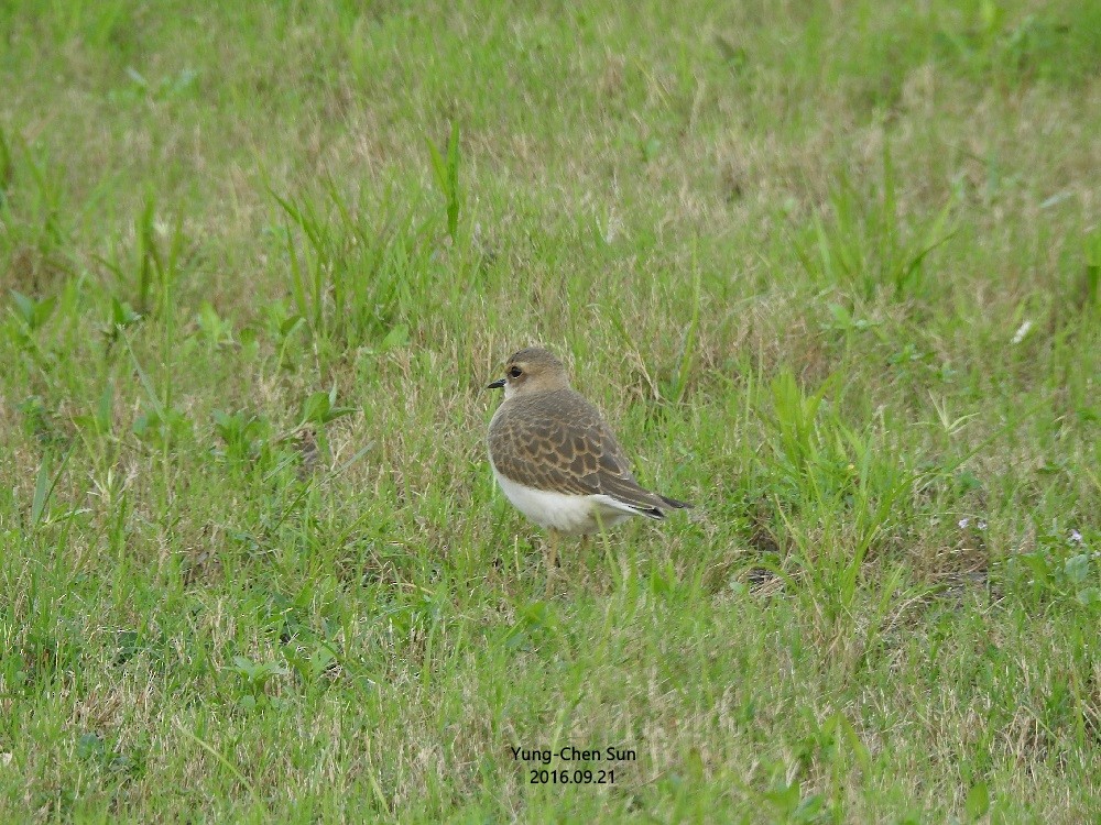 Oriental Plover - ML36334281