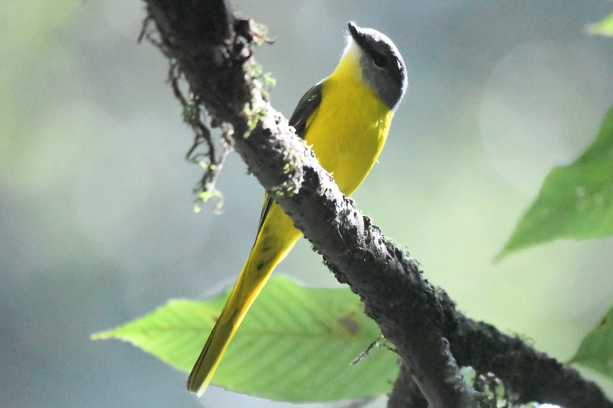 Gray-chinned Minivet - Oriental Stork