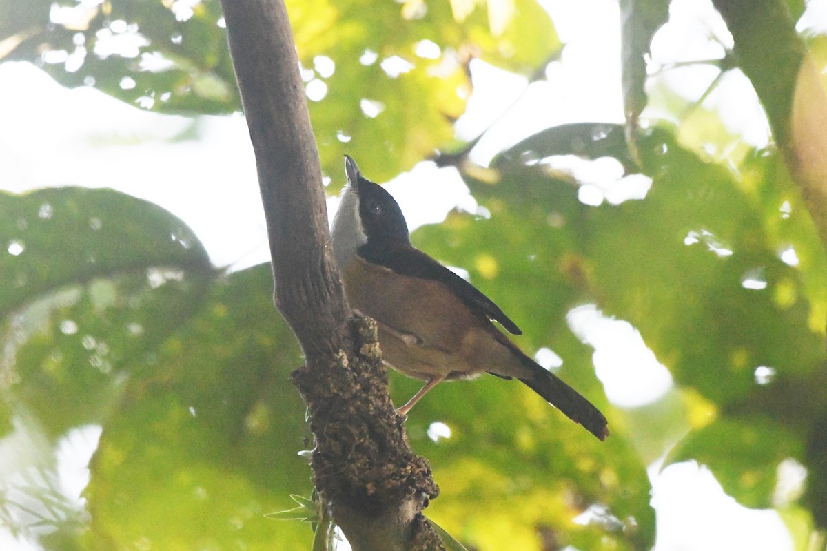 Black-headed Shrike-Babbler - ML363343021