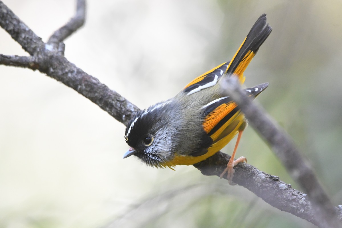 Golden-breasted Fulvetta - ML363343201