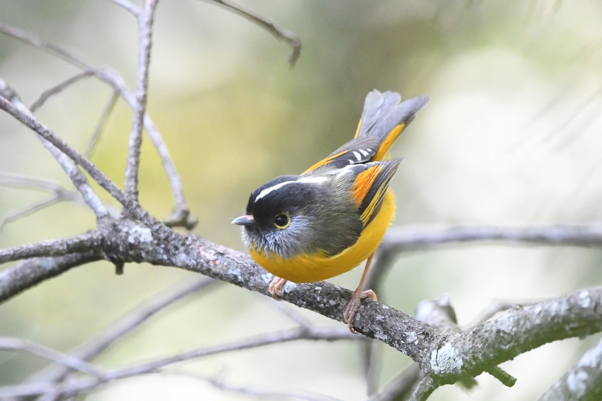 Golden-breasted Fulvetta - ML363343221