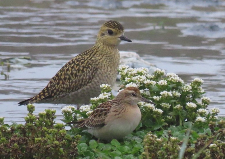 Pacific Golden-Plover - Andy Kraynik