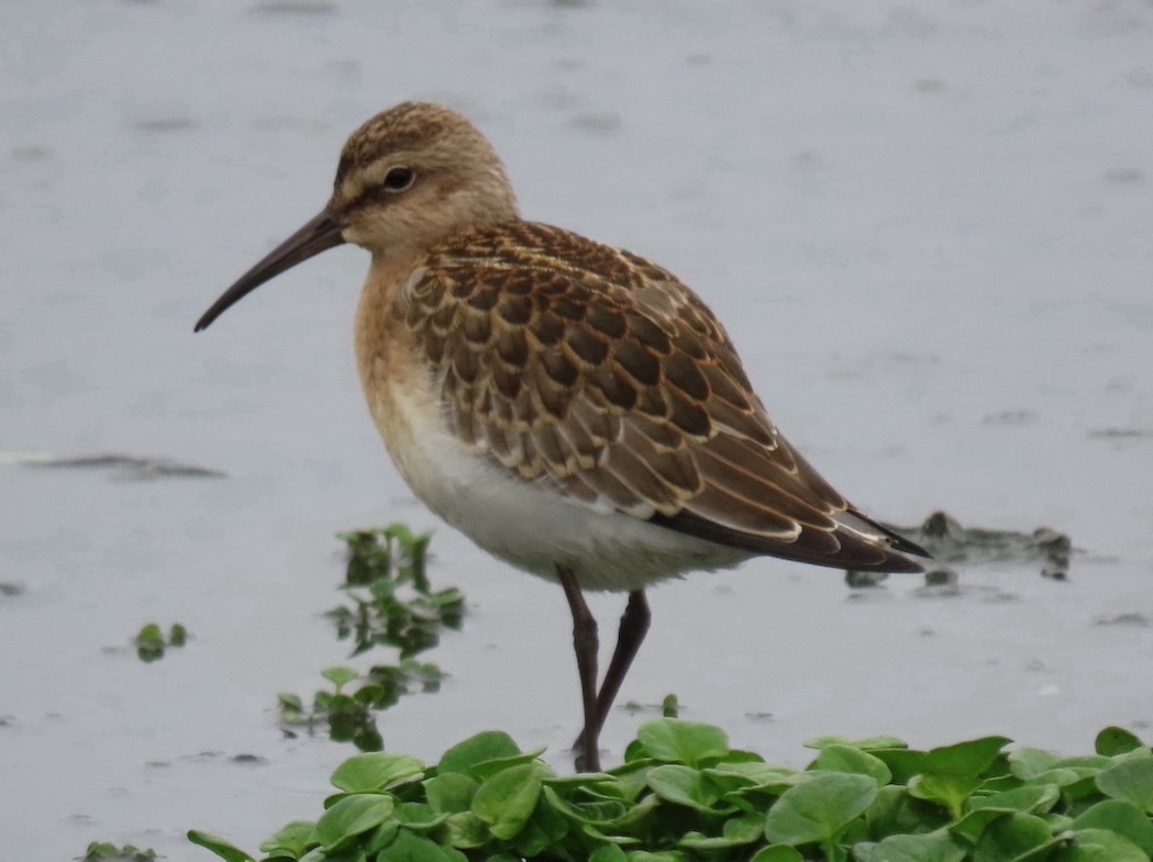 Curlew Sandpiper - Andy Kraynik