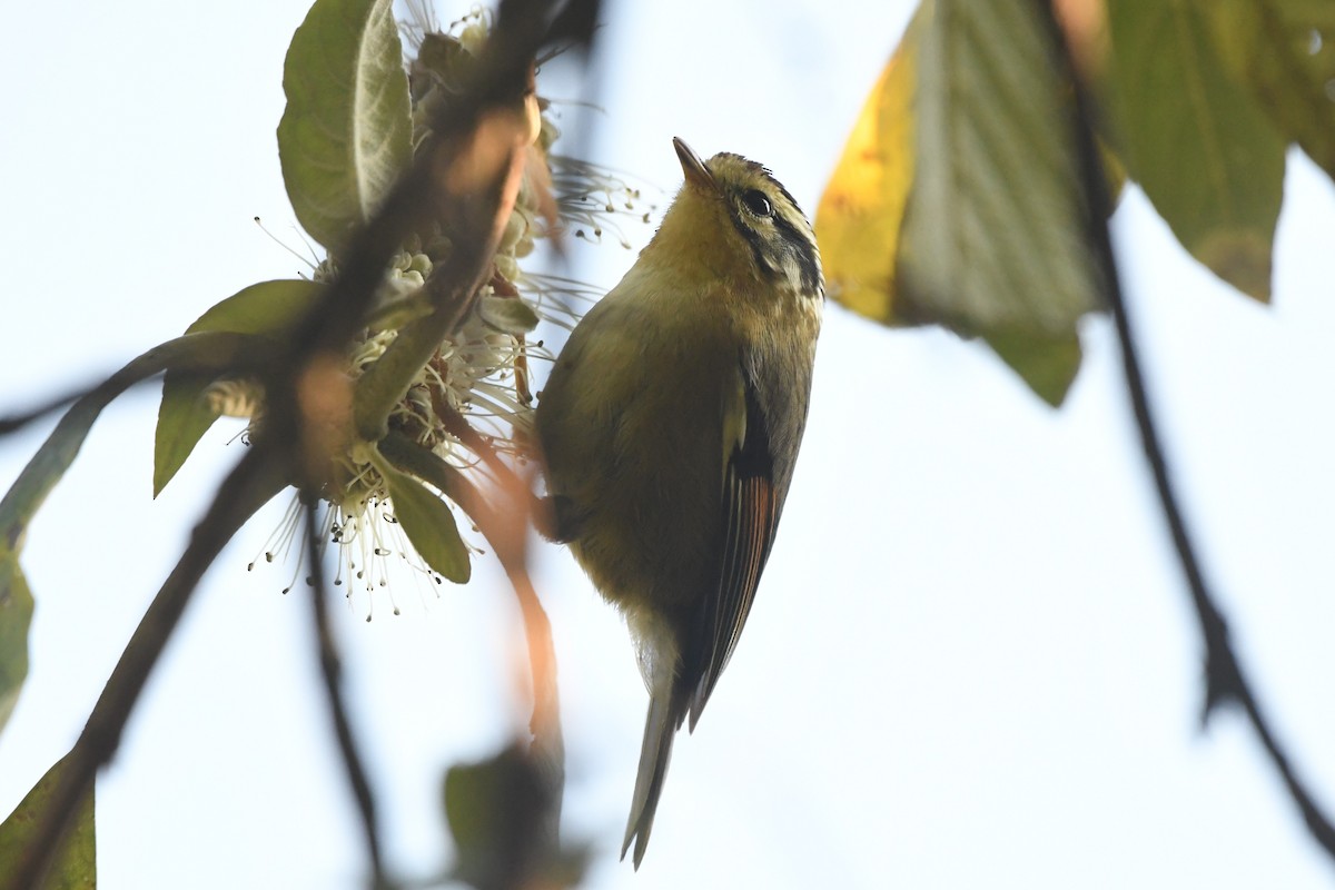 Rufous-winged Fulvetta - ML363343341