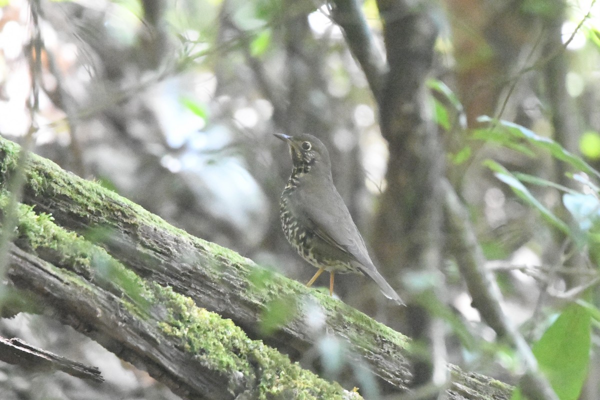 Alpine Thrush - ML363343481