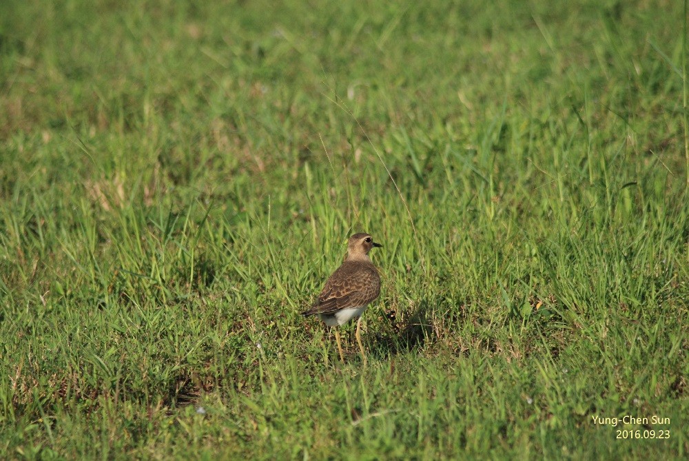 Oriental Plover - ML36334401