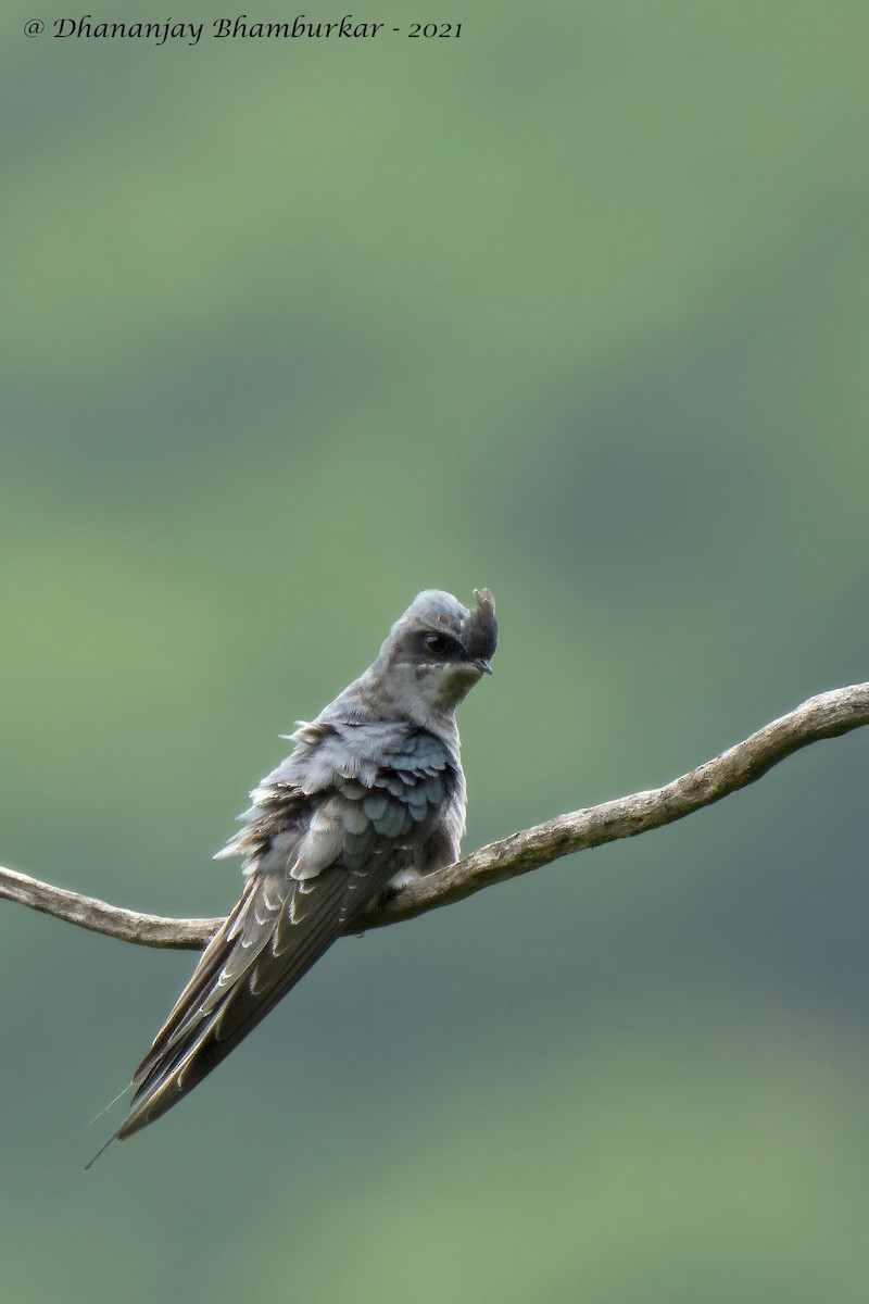 Crested Treeswift - ML363345161