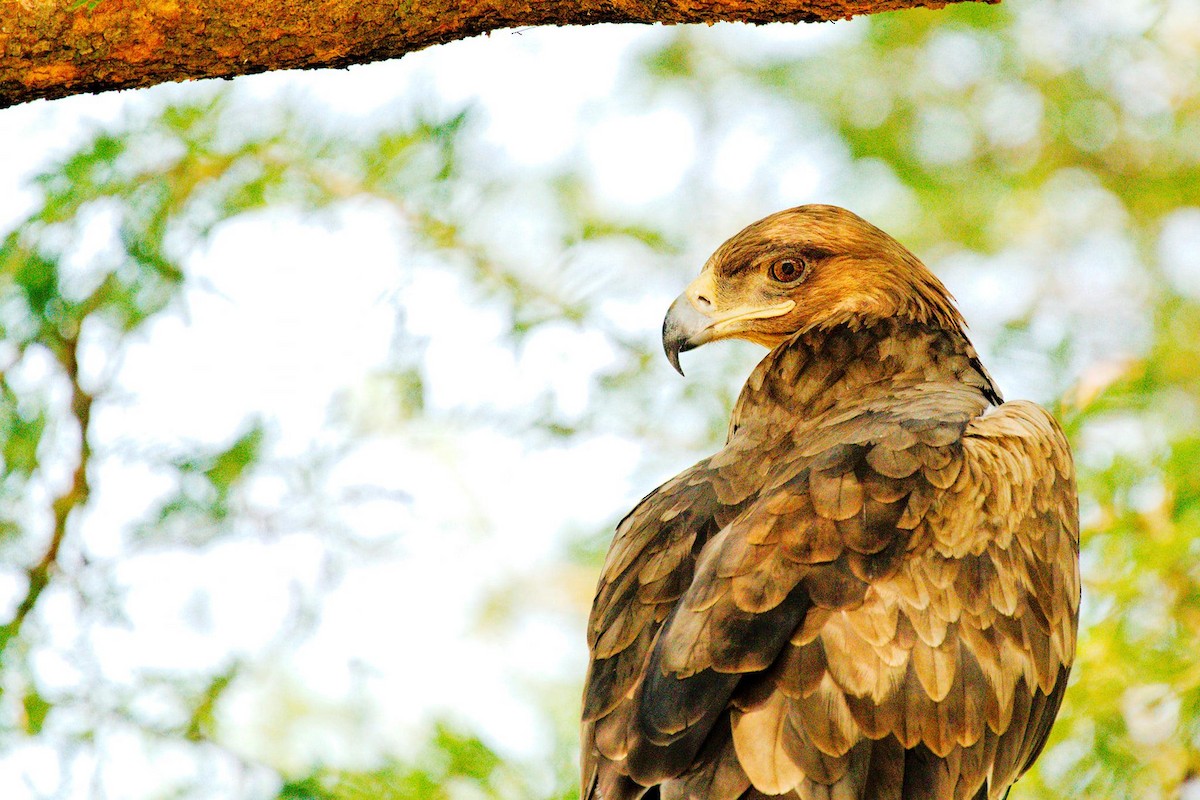 Palm-nut Vulture - ML363345611