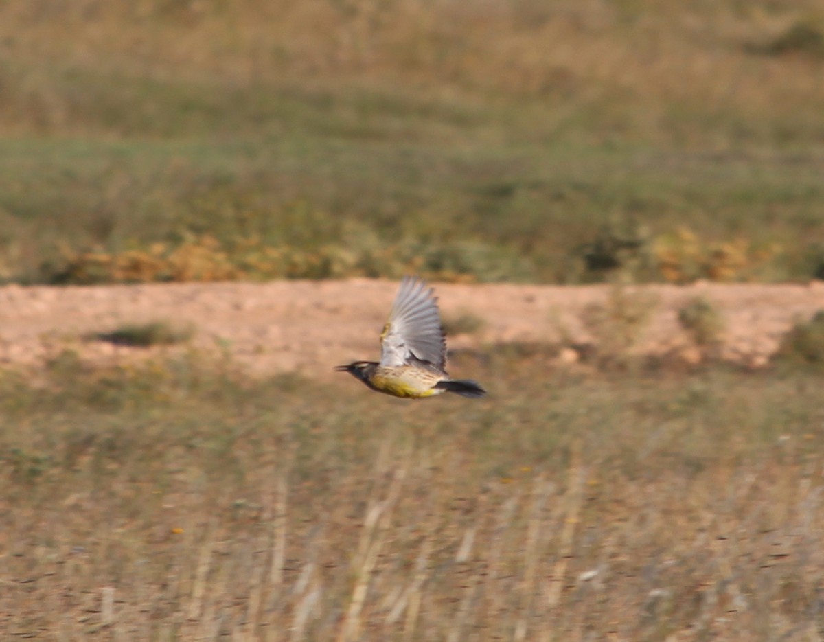 Eastern Meadowlark - ML36334731