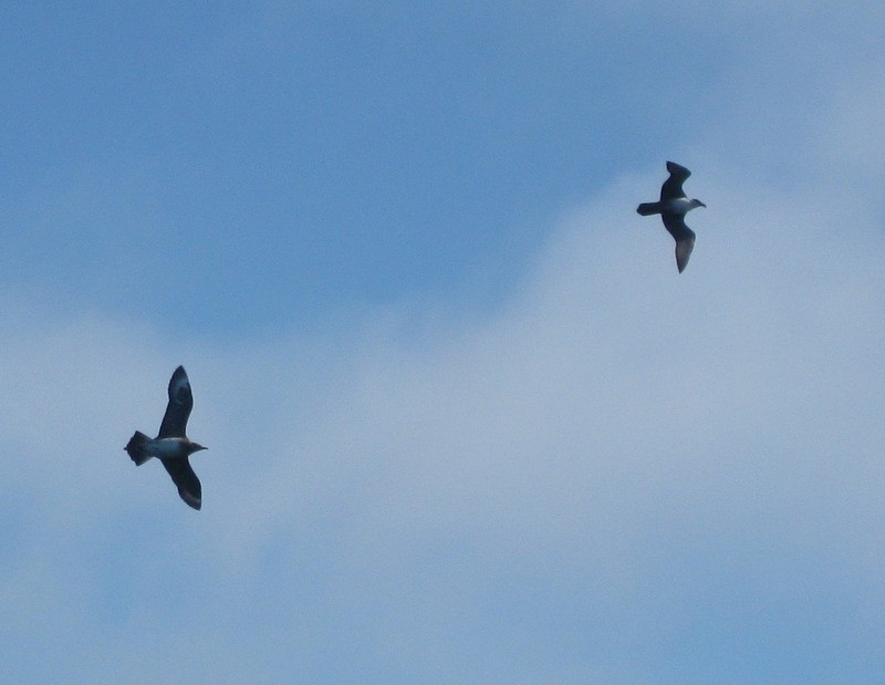 Parasitic Jaeger - ML36334961