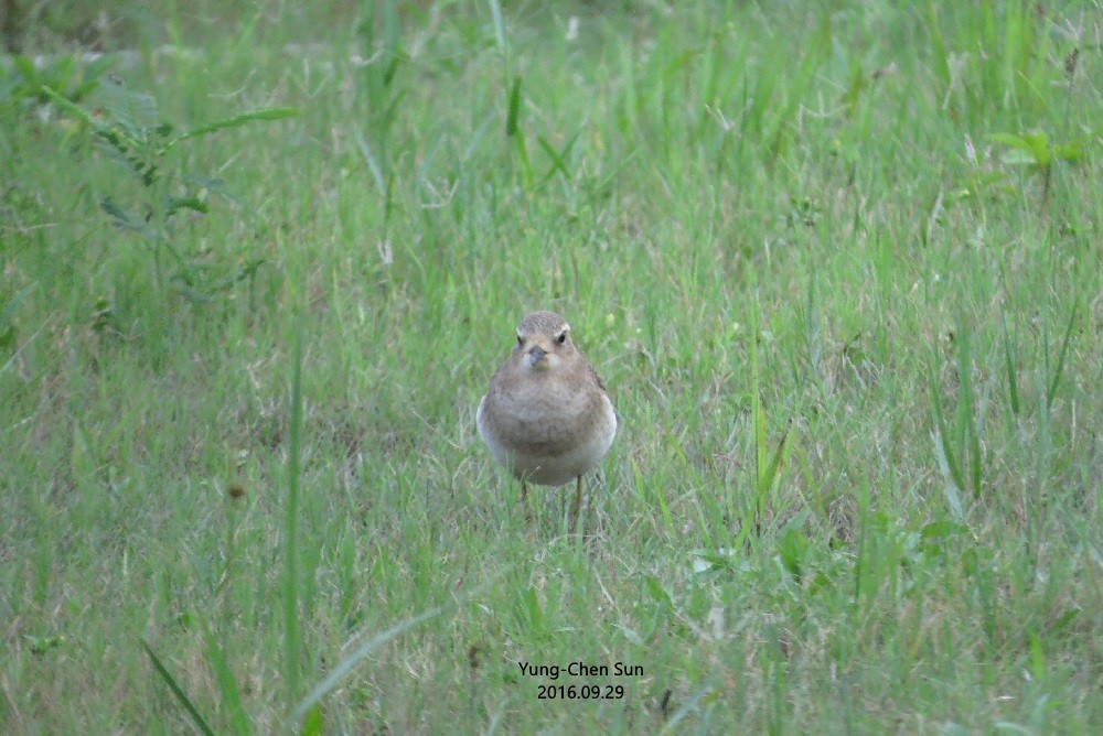 Oriental Plover - ML36334981