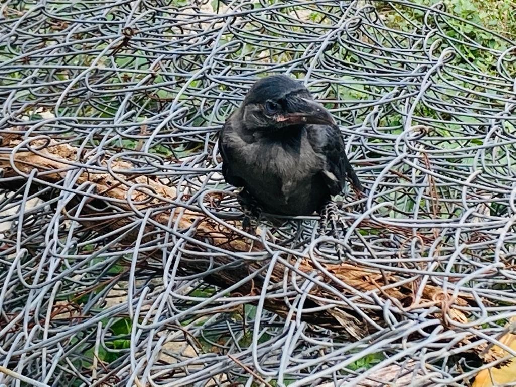 House Crow - SAMYUKTHA MUTHUKUMAR