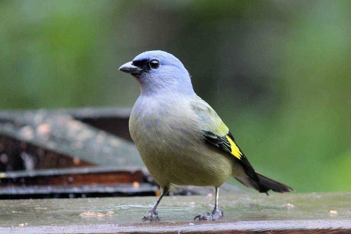 Yellow-winged Tanager - Chuck Gates