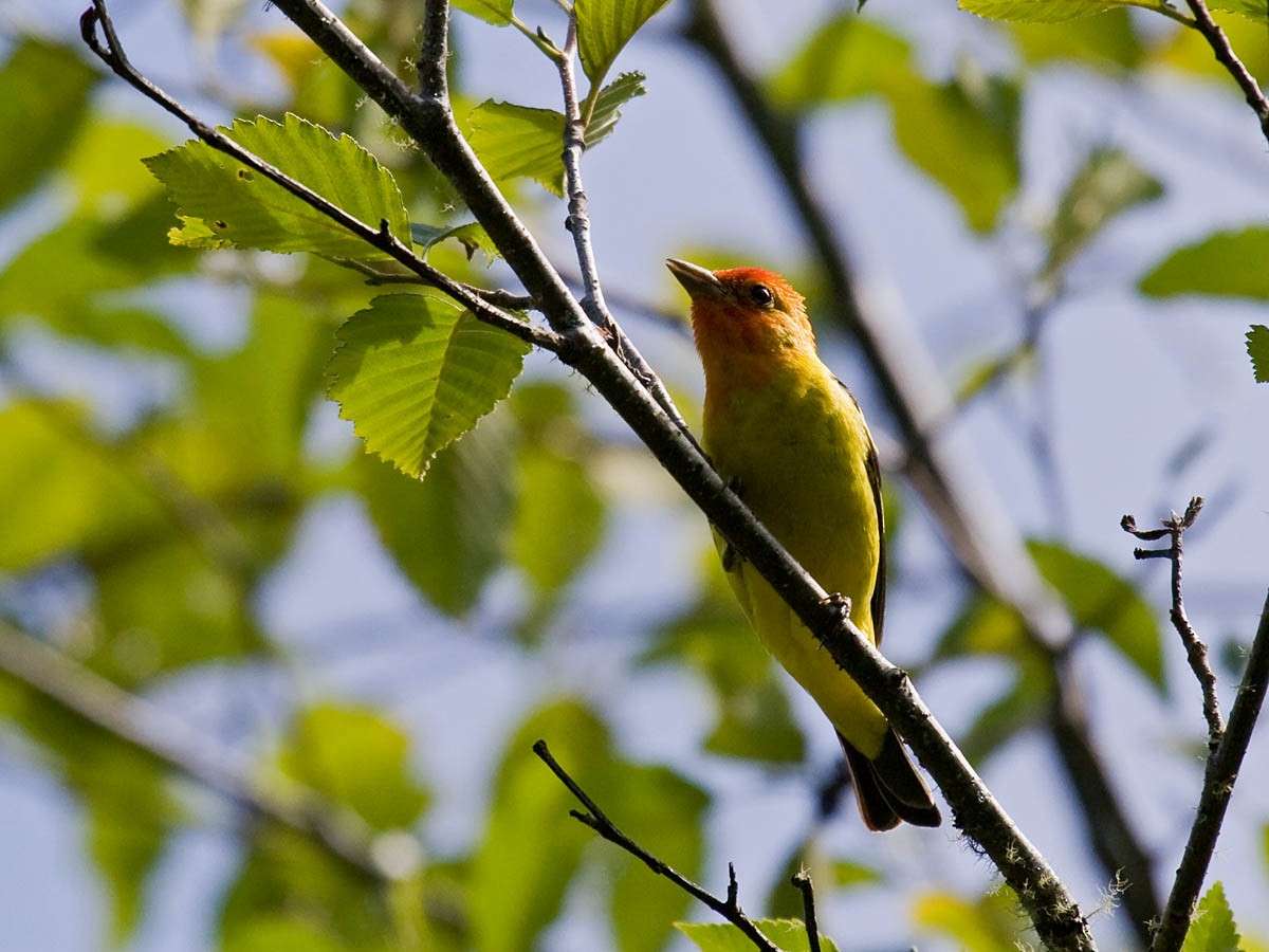 Western Tanager - ML36335211