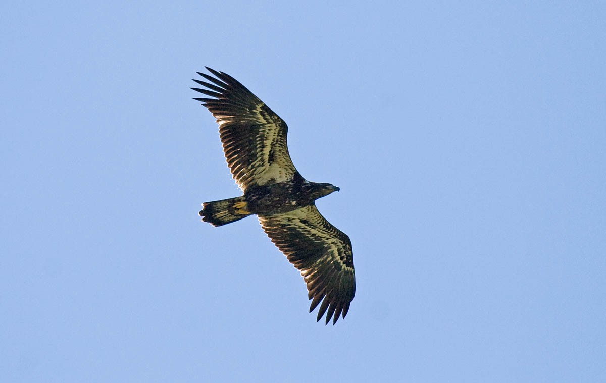 Bald Eagle - ML36335231