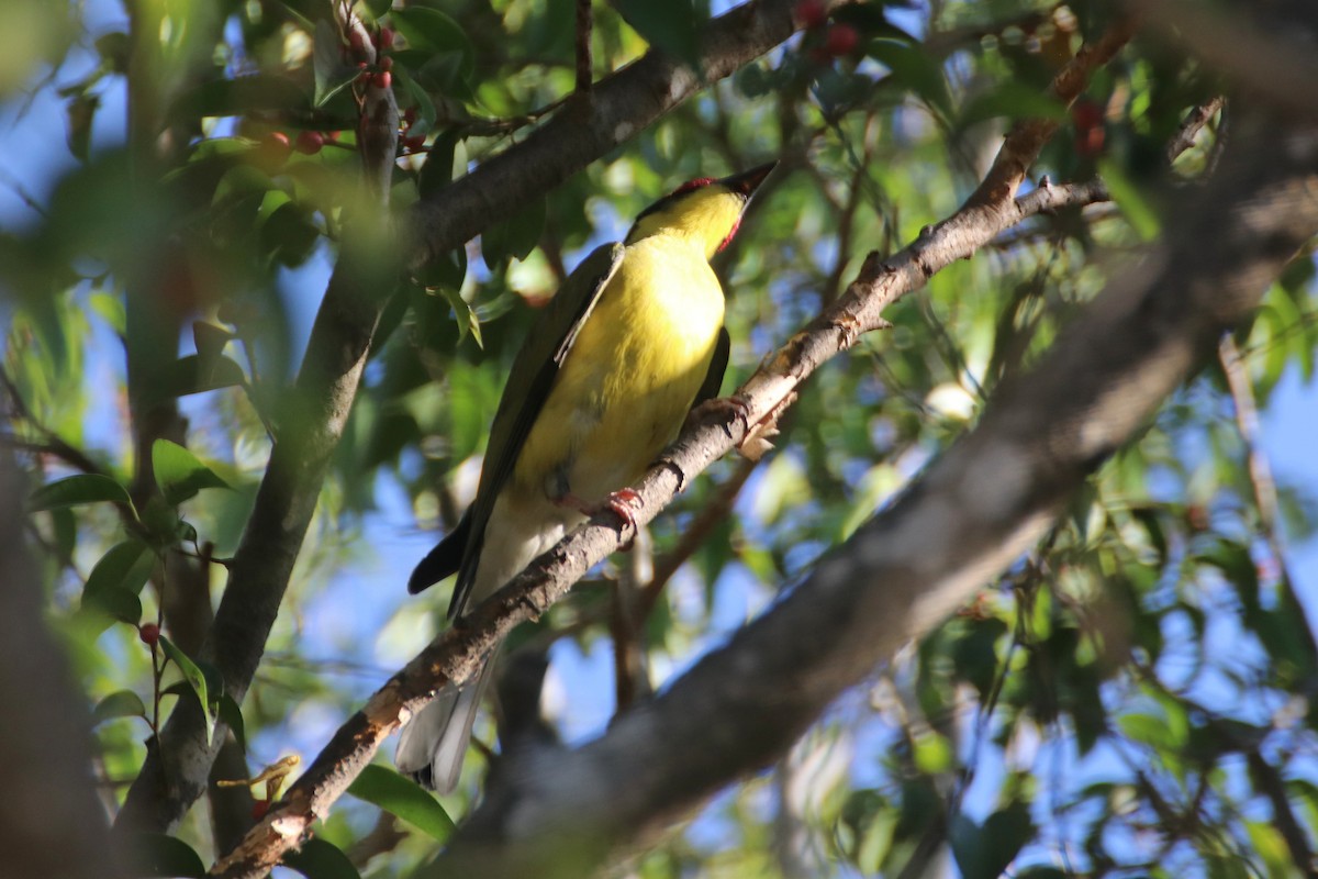 Australasian Figbird - ML363353041