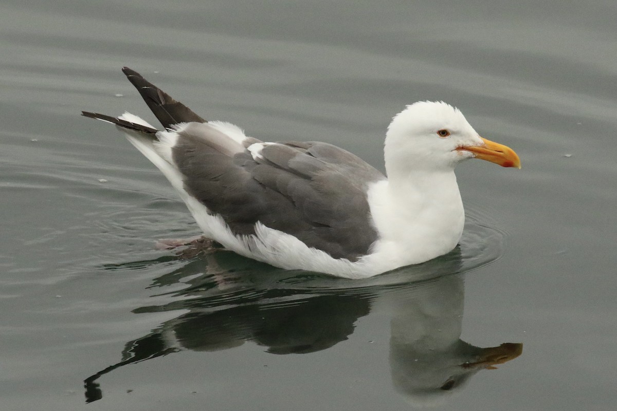 Gaviota Occidental - ML363354661