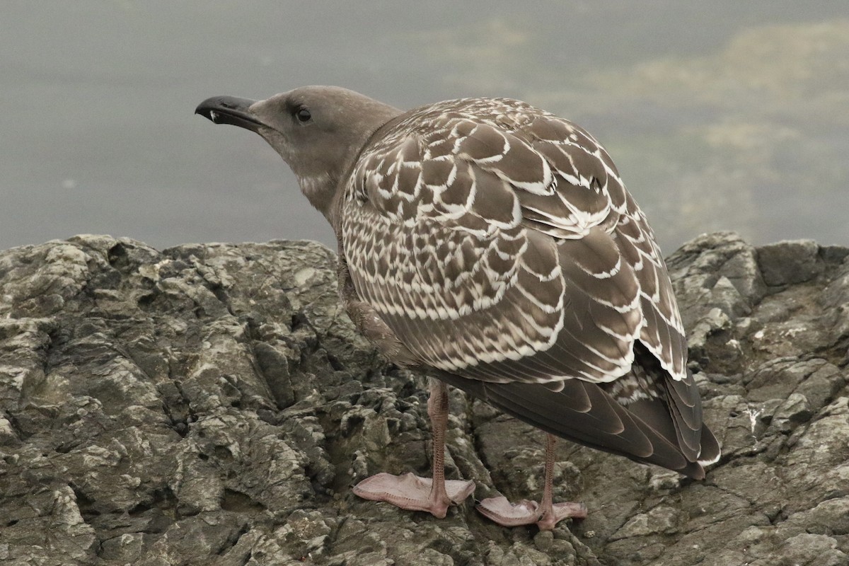 Goéland d'Audubon - ML363354671