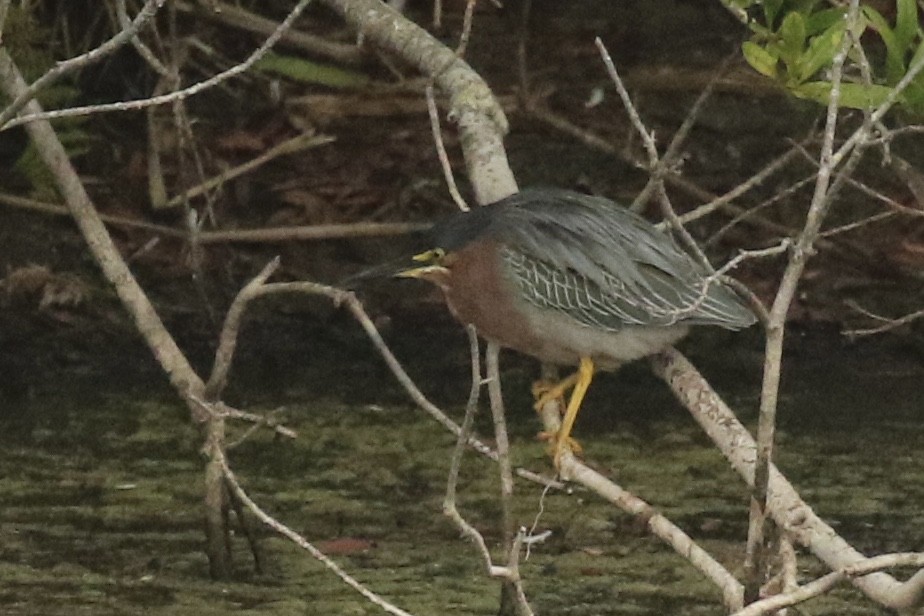 Green Heron - ML363355041