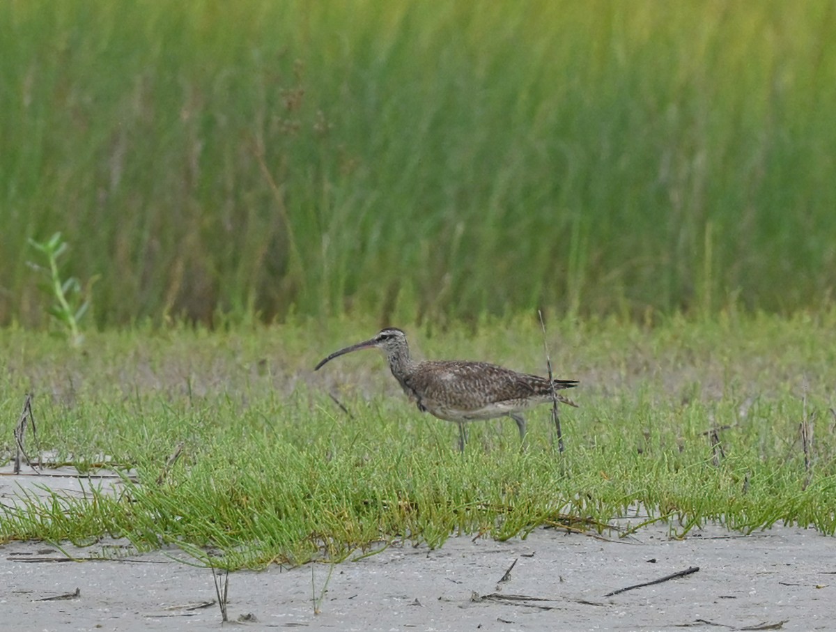 Regenbrachvogel - ML363355721