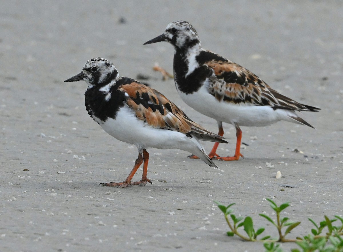 Ruddy Turnstone - ML363355741