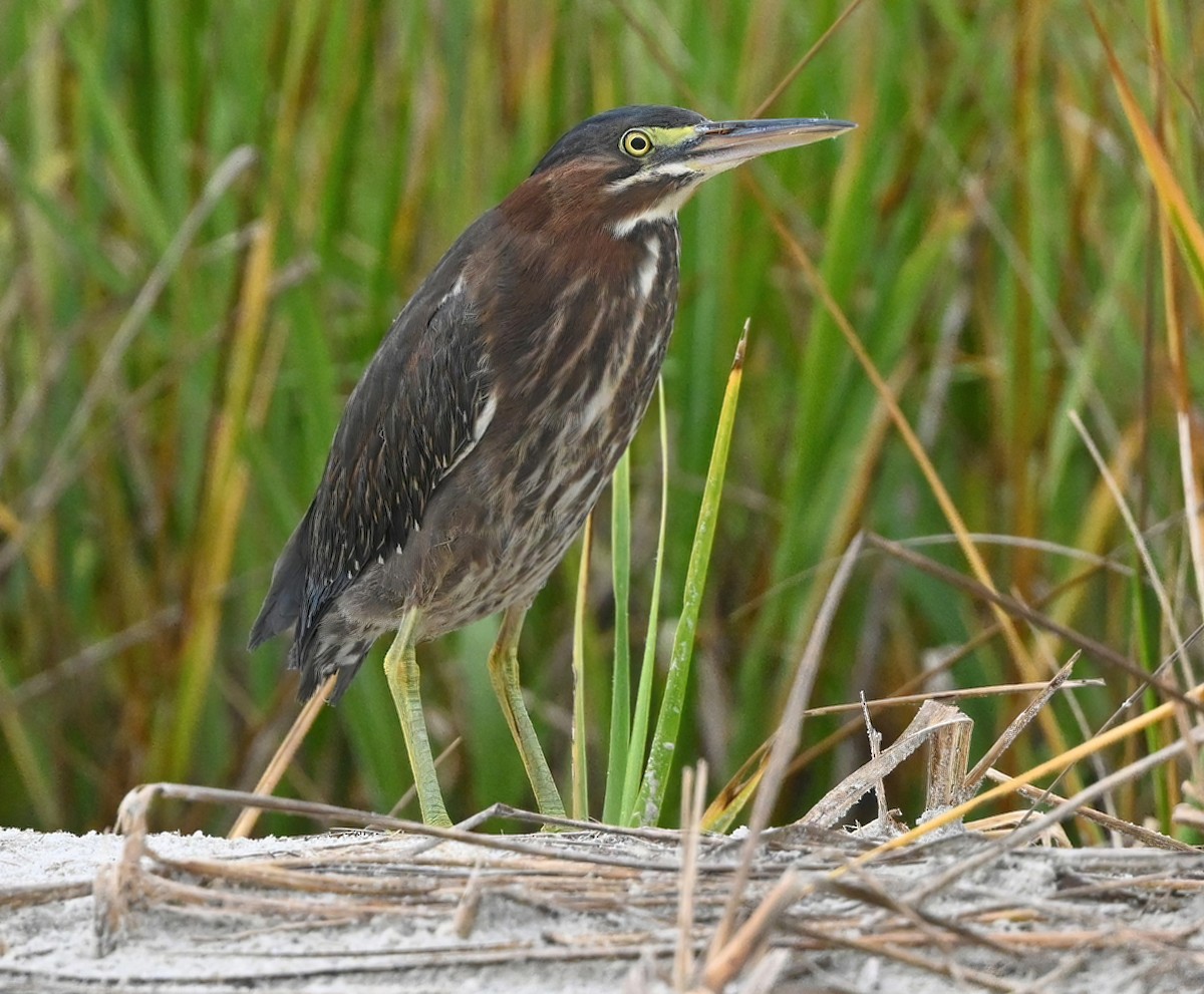 Green Heron - Ann Stinely