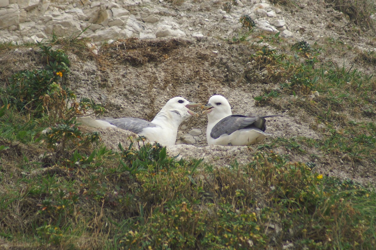 Northern Fulmar - Thomas Galewski