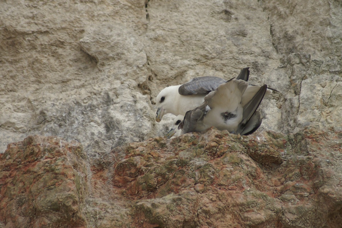 Northern Fulmar - ML363356641